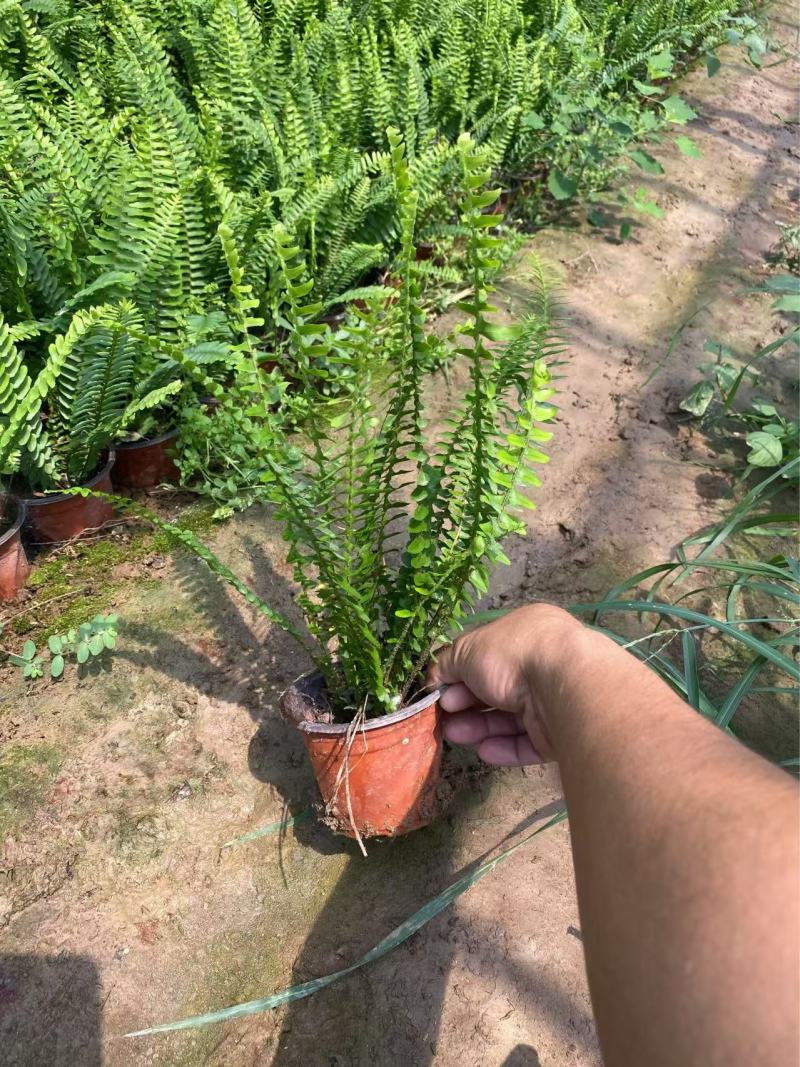 精品肾蕨优质肾蕨基地