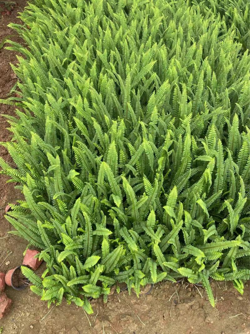 精品肾蕨优质肾蕨基地