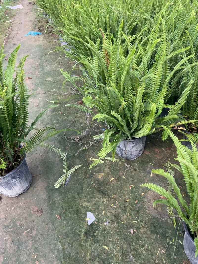 精品肾蕨优质肾蕨基地