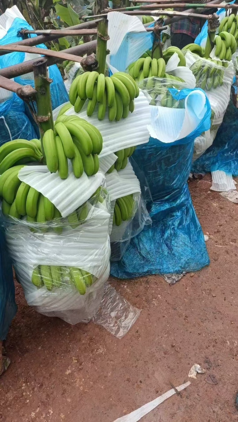 香蕉，产地直发，大量有货，欢迎各位老板咨询采购