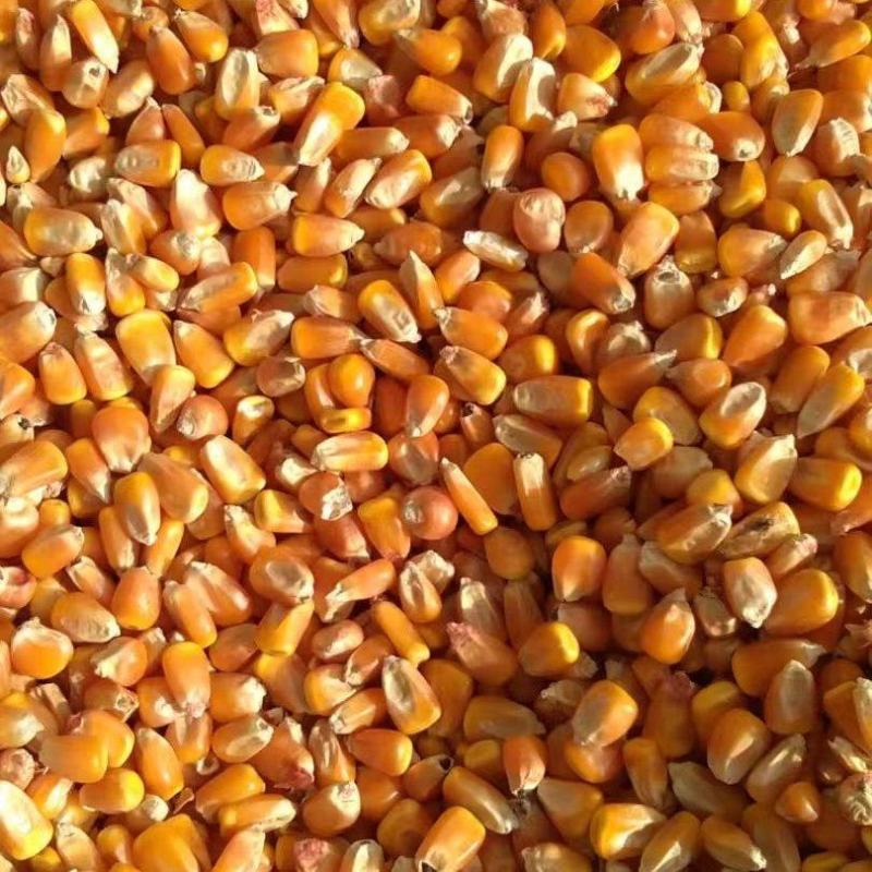 【量大优惠】山西玉米大量有货品质保障可视频看货