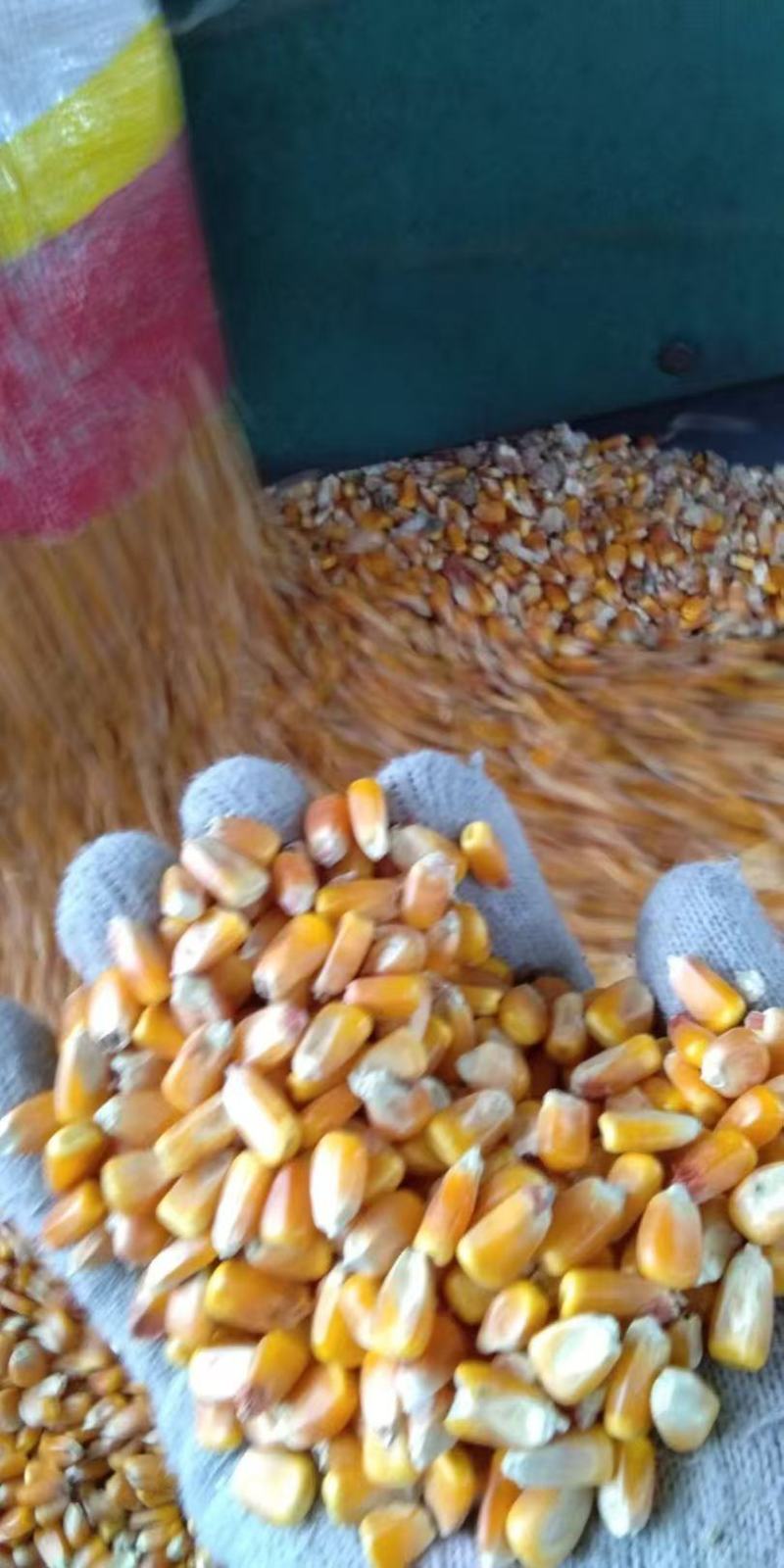 【量大优惠】山西玉米大量有货品质保障可视频看货