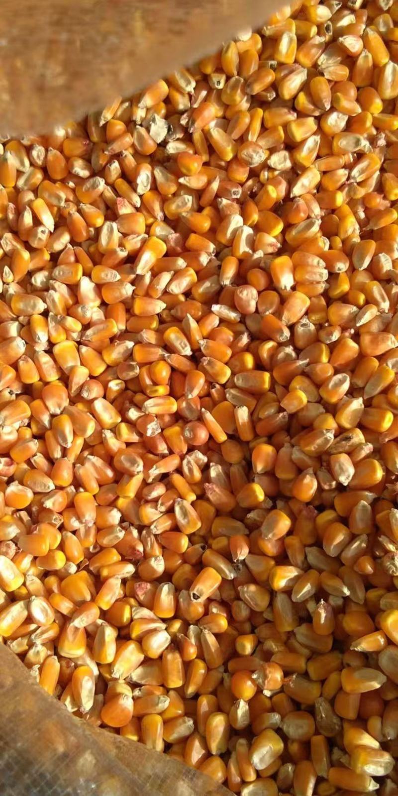 【量大优惠】山西玉米大量有货品质保障可视频看货