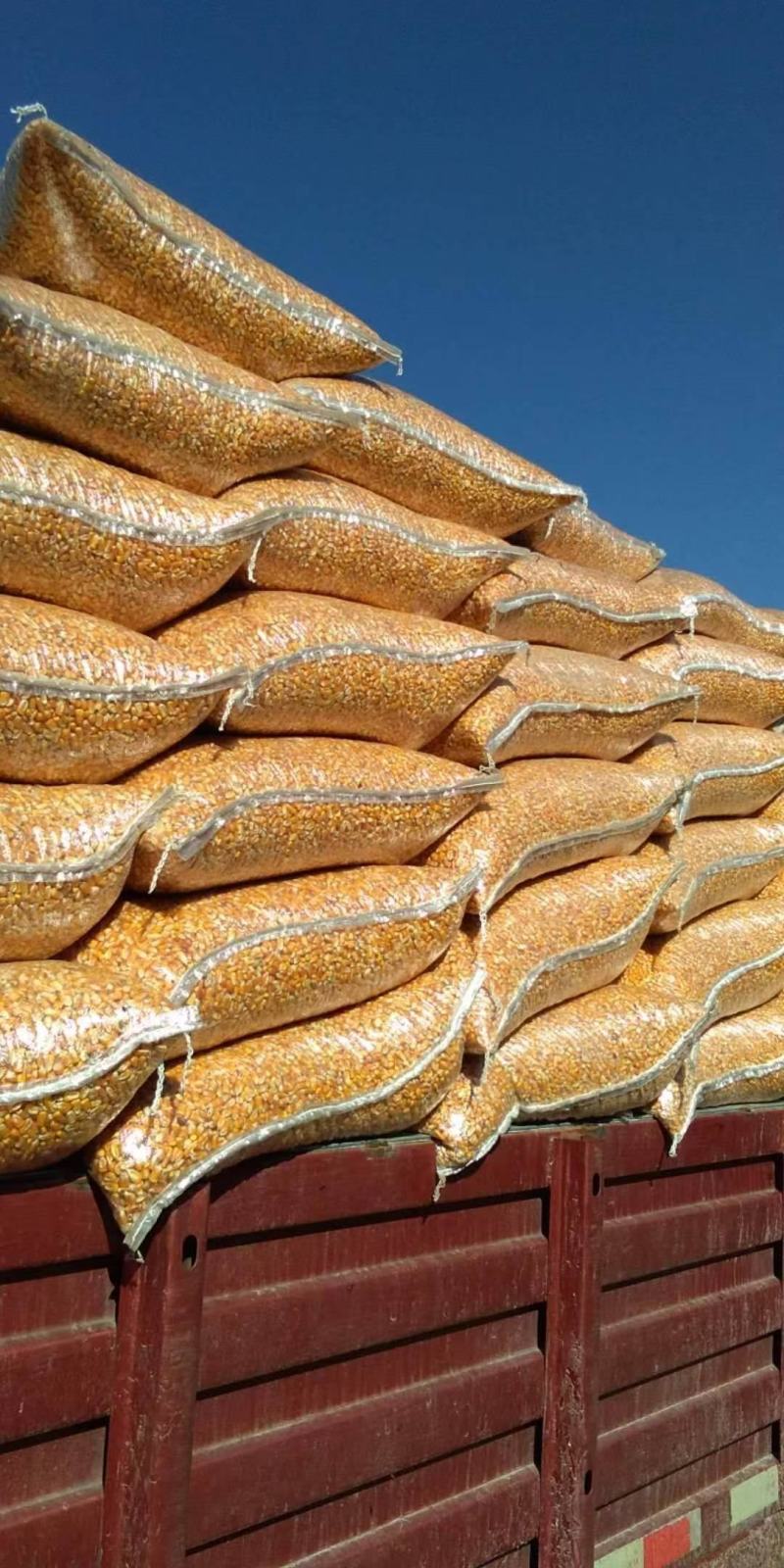 【量大优惠】山西玉米大量有货品质保障可视频看货