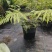 胎生狗脊蕨