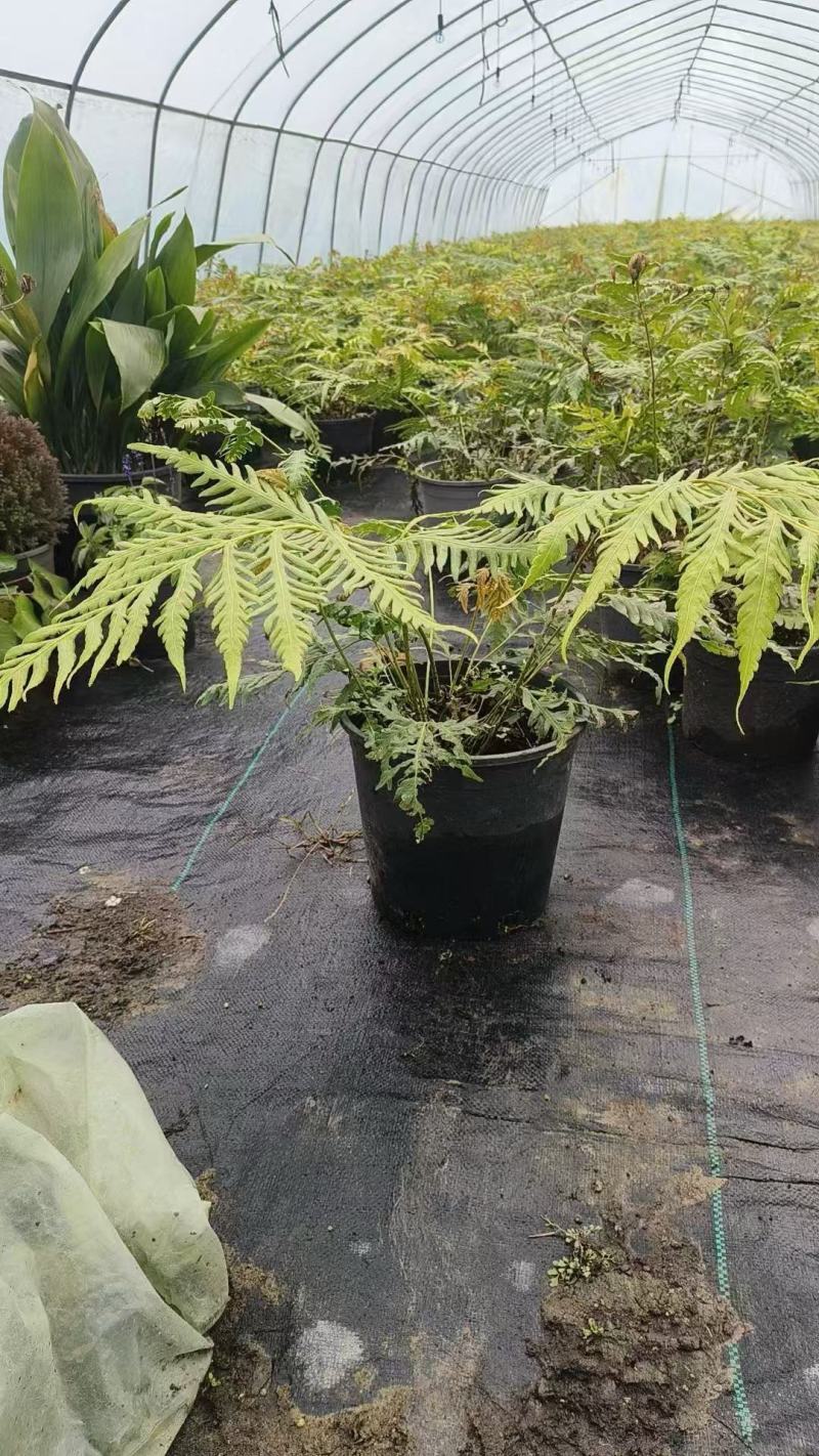 胎生狗脊蕨
