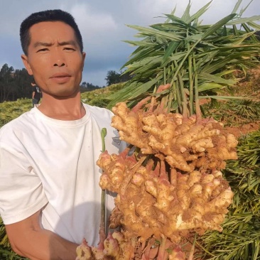 生姜云南产区直发保质保量供货对接全国