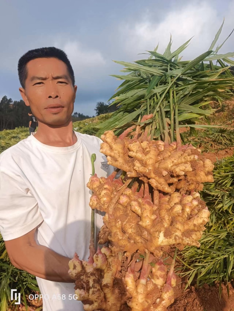 生姜云南产区直发保质保量供货对接全国