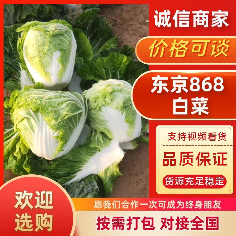 新乡小包、东京868、鸡腿白菜、秦白2号大量供应