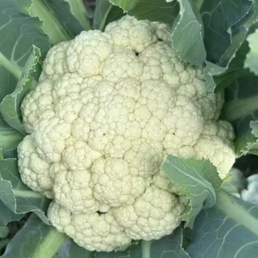 优质花菜菜苗基地直供量大从优包技术指导欢迎咨询