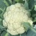 优质花菜菜苗基地直供量大从优包技术指导欢迎咨询