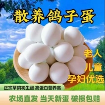 鸽子蛋