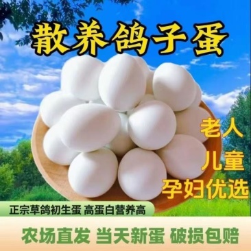 鸽子蛋