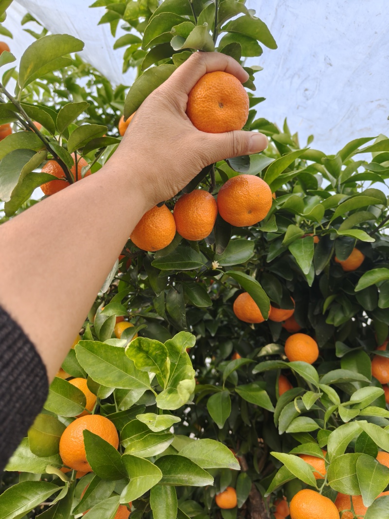 【推荐】广西砂糖橘大量上市产地直发规格齐全欢迎联系