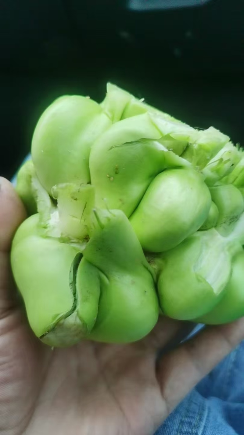 榨菜头