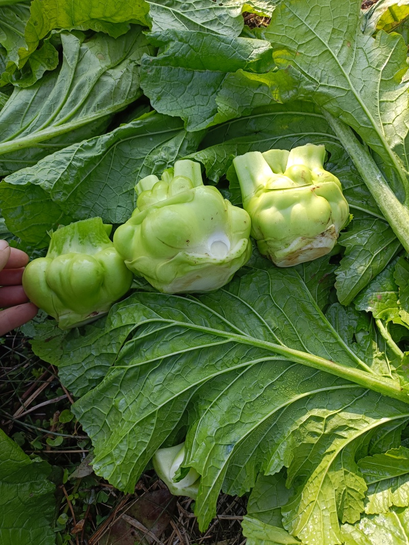 榨菜头