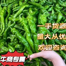 【精品】广东湛江新鲜辣椒螺丝椒又名罗丝椒大量现货