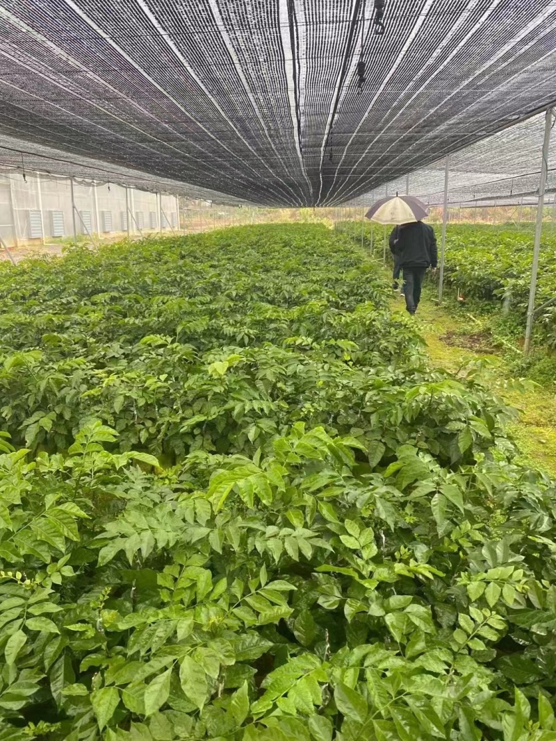 郁南无核黄皮果树三年杯苗