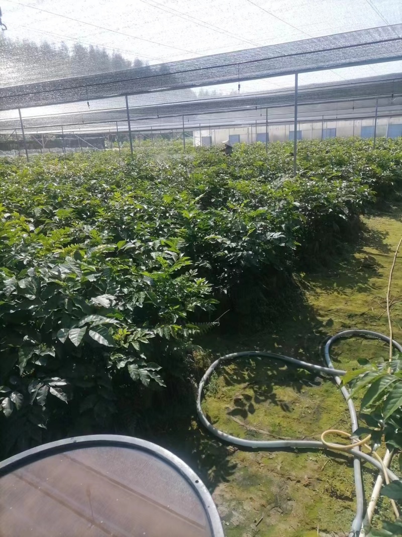 郁南无核黄皮果树三年杯苗