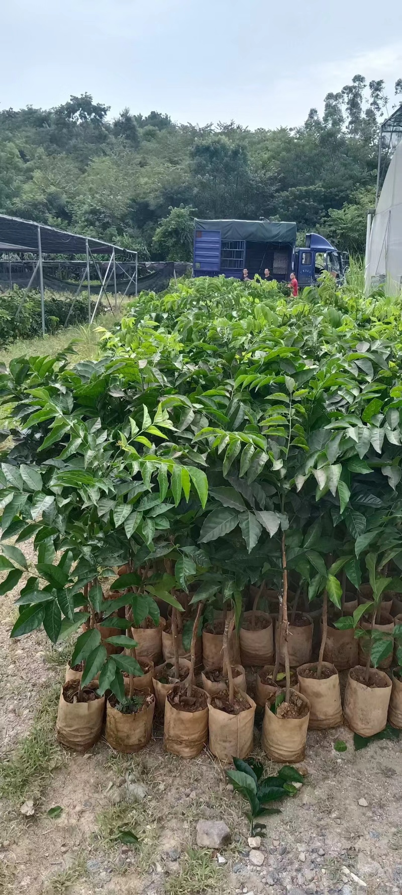 郁南无核黄皮果树三年杯苗