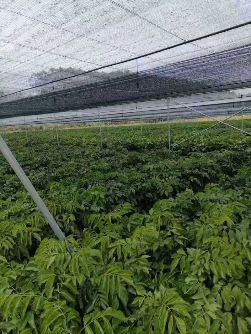 郁南无核黄皮果树三年杯苗