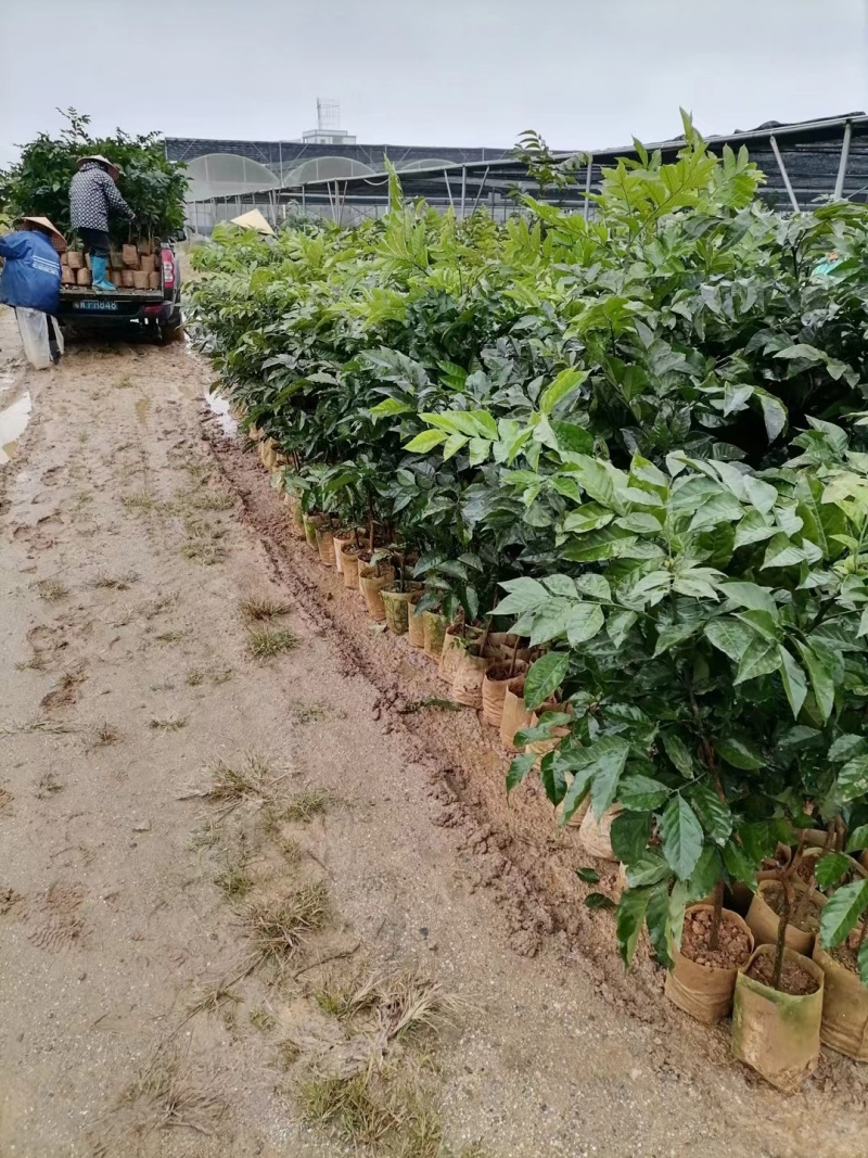 郁南无核黄皮果树三年杯苗