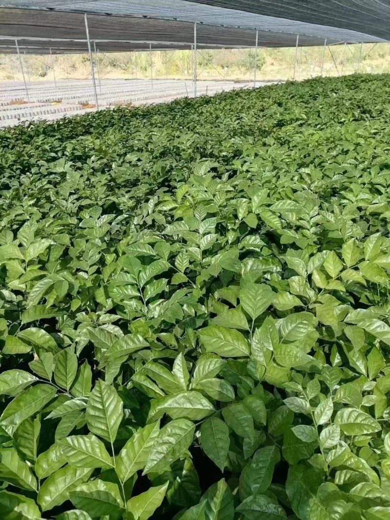 郁南无核黄皮果树三年杯苗