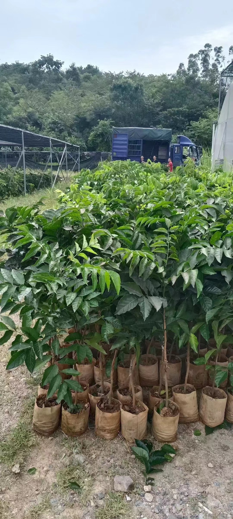 郁南无核黄皮果树三年杯苗