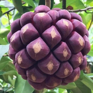 云南龙血果深山黑老虎鲜果茶独立包装养生茶一件代发包邮