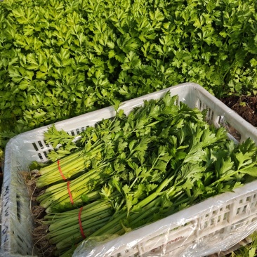 大棚芹菜