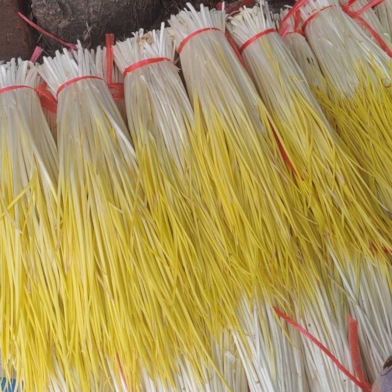 精品蒜黄大量上市产地直发一手货源保质保量