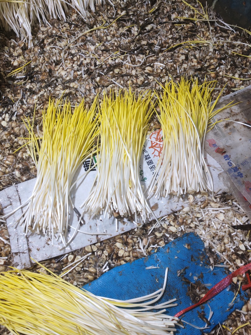 精品蒜黄大量上市产地直发一手货源保质保量
