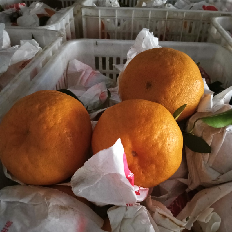 眉山仁寿春见耙耙柑，果面漂亮，个大。味道纯甜，化渣