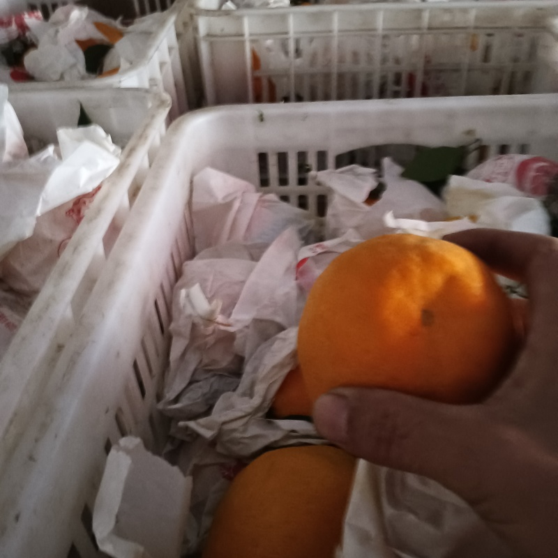 眉山仁寿春见耙耙柑，果面漂亮，个大。味道纯甜，化渣