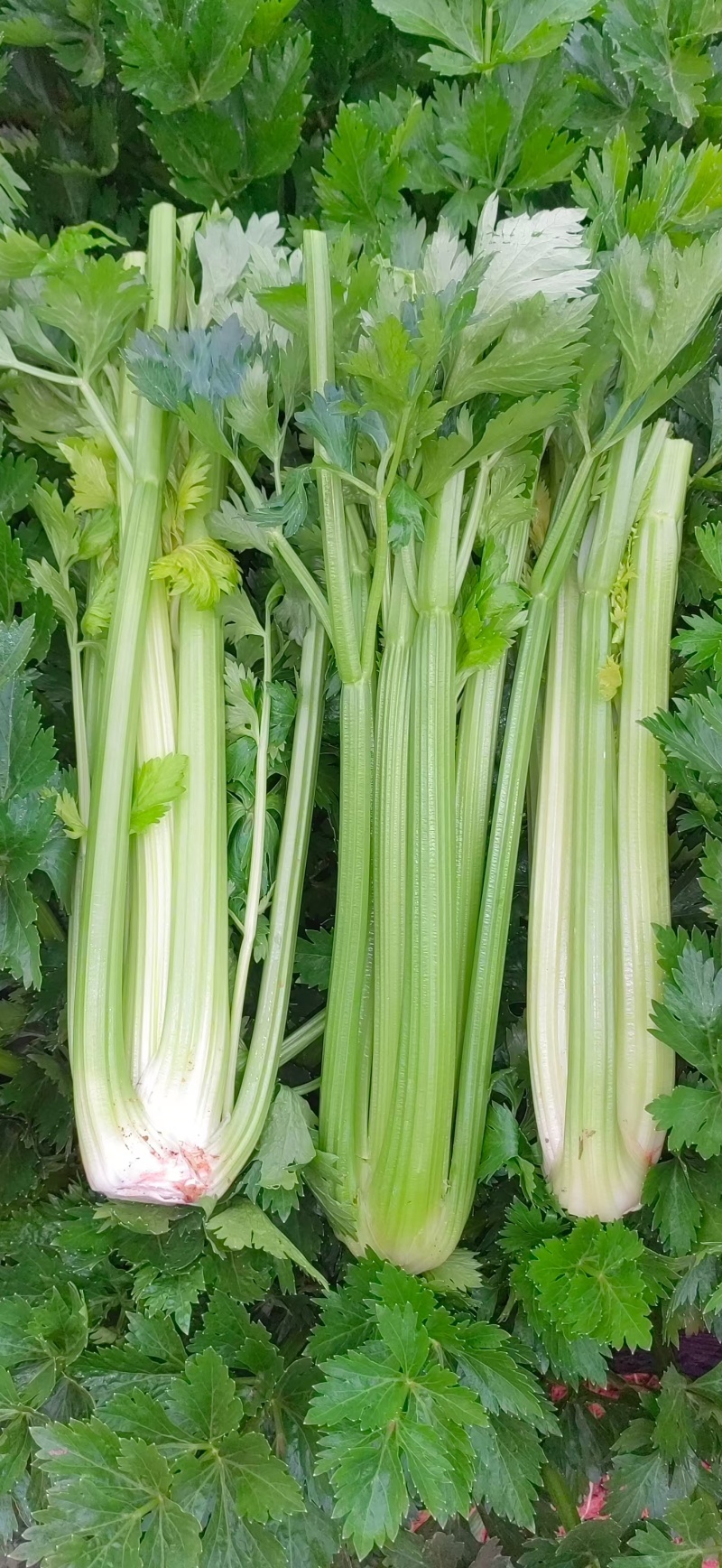 西芹