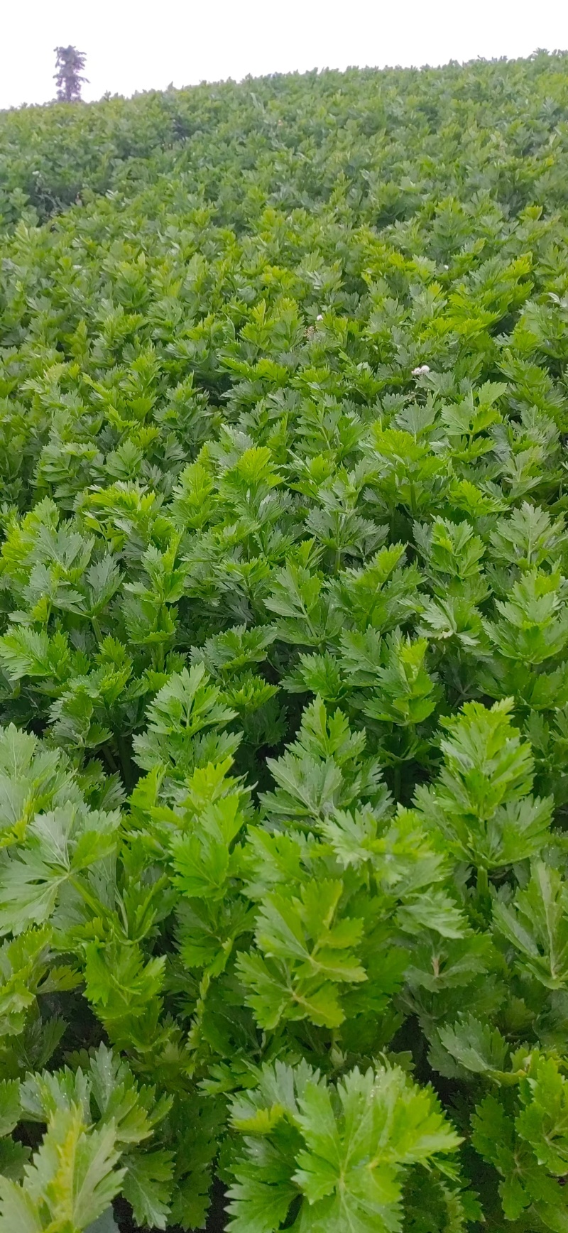 西芹