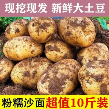 黄心土豆新鲜新土豆黄皮土豆批发价洋芋马铃薯黄肉土豆批发5