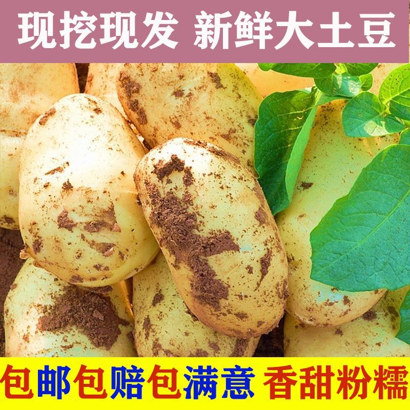 黄心土豆新鲜新土豆黄皮土豆批发价洋芋马铃薯黄肉土豆批发5