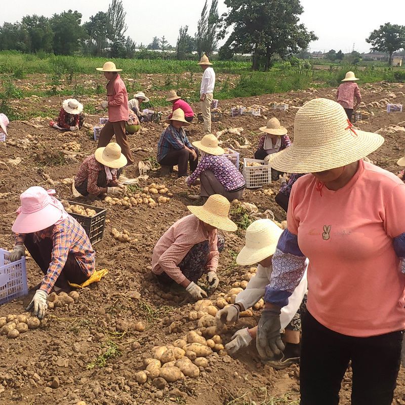黄心土豆新鲜新土豆黄皮土豆批发价洋芋马铃薯黄肉土豆批发5