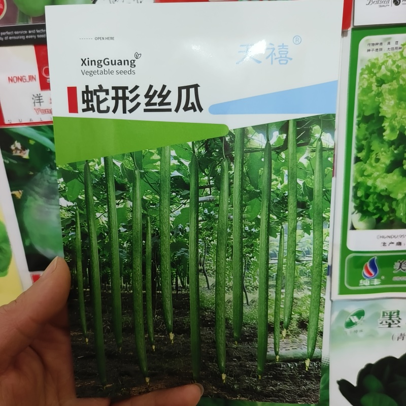 荷兰盛美油亮长丝瓜种籽高产耐寒早熟油亮中绿大田基地品种