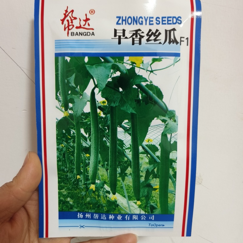 荷兰盛美油亮长丝瓜种籽高产耐寒早熟油亮中绿大田基地品种