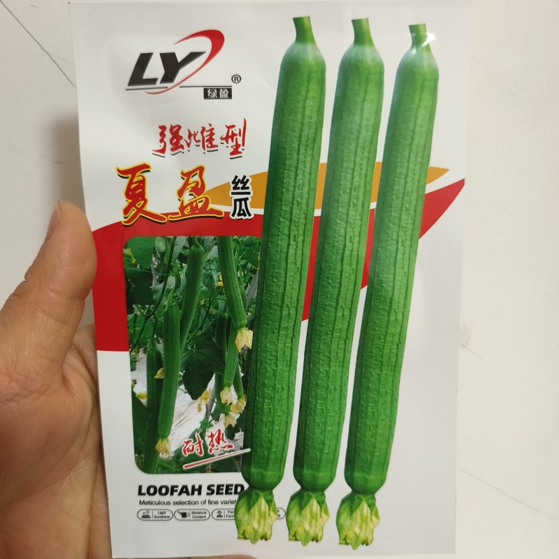 荷兰盛美油亮长丝瓜种籽高产耐寒早熟油亮中绿大田基地品种