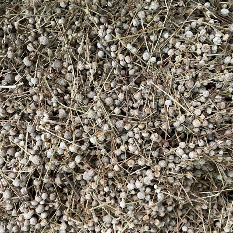 【谷精草】谷精草物美价廉产地直供量大从优