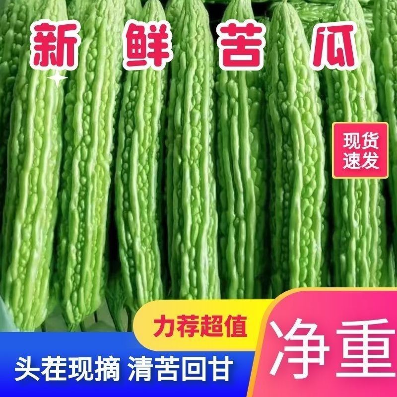 苦瓜现摘现发农家自种包邮新鲜当季整箱青皮苦瓜新鲜水果绿心