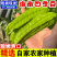 海南四角豆蔬菜新鲜当季时令龙角豆皇帝豆四季豆四棱豆整箱包