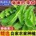 海南四角豆蔬菜新鲜当季时令龙角豆皇帝豆四季豆四棱豆整箱包