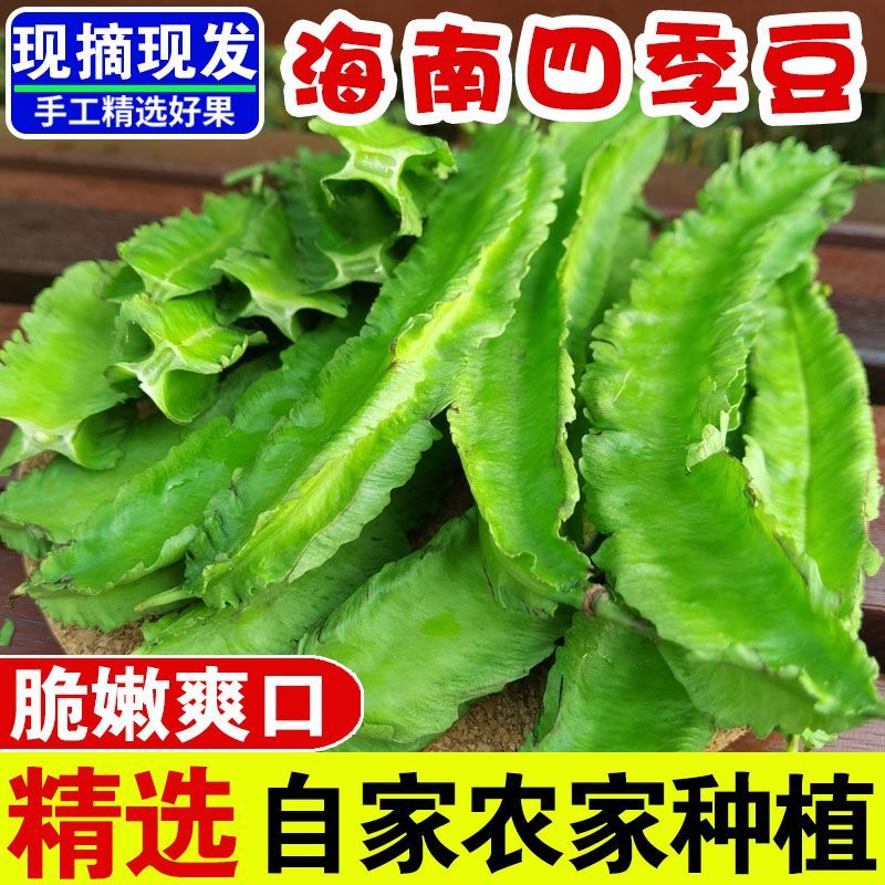 海南四角豆蔬菜新鲜当季时令龙角豆皇帝豆四季豆四棱豆整箱包