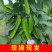 海南四角豆蔬菜新鲜当季时令龙角豆皇帝豆四季豆四棱豆整箱包