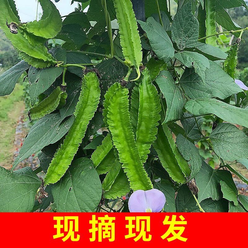 海南四角豆蔬菜新鲜当季时令龙角豆皇帝豆四季豆四棱豆整箱包