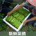 海南四角豆蔬菜新鲜当季时令龙角豆皇帝豆四季豆四棱豆整箱包